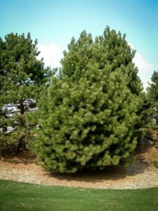 Сосна Чёрная (Pinus Nigra) купить по цене от 270.00р. в интернет-магазине «Посадика» с доставкой почтой в в Гатчинае и по всей России – [изображение №1].