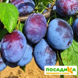 Слива Чачакская ранняя купить по цене от 229.00р. в интернет-магазине «Посадика» с доставкой почтой в в Гатчинае и по всей России – [изображение №1].