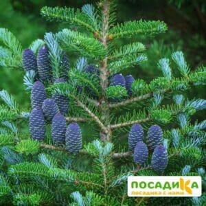 Пихта корейская (Abies koreana) купить по цене от 450.00р. в интернет-магазине «Посадика» с доставкой почтой в в Гатчинае и по всей России – [изображение №1].