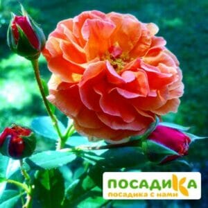 Роза Арабия купить по цене от 350.00р. в интернет-магазине «Посадика» с доставкой почтой в в Гатчинае и по всей России – [изображение №1].