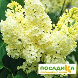 Сирень Примроуз (Primrose) купить по цене от 529.00р. в интернет-магазине «Посадика» с доставкой почтой в в Гатчинае и по всей России – [изображение №1].