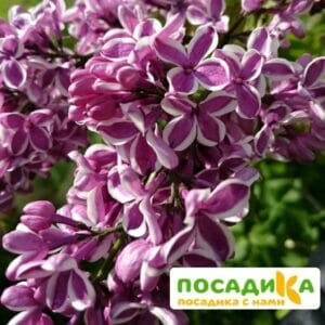 Сирень Сенсация купить по цене от 529.00р. в интернет-магазине «Посадика» с доставкой почтой в в Гатчинае и по всей России – [изображение №1].