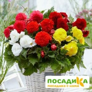 Бегония Фимбриата купить по цене от 235р. в интернет-магазине «Посадика» с доставкой почтой в в Гатчинае и по всей России – [изображение №1].