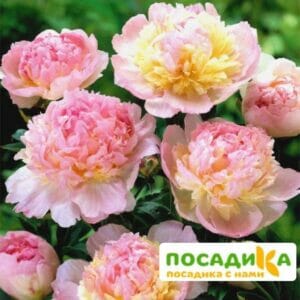 Пион Распберри Сандей (Paeonia Raspberry Sundae) купить по цене от 959р. в интернет-магазине «Посадика» с доставкой почтой в в Гатчинае и по всей России – [изображение №1].