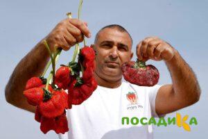 Клубника Гигант Джорнея купить по цене от 266р. в интернет-магазине «Посадика» с доставкой почтой в в Гатчинае и по всей России – [изображение №1].