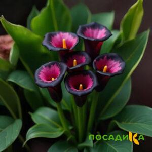 Калла Аура Лейс купить по цене от 400р. в интернет-магазине «Посадика» с доставкой почтой в в Гатчинае и по всей России – [изображение №1].