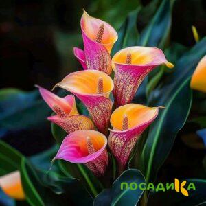 Калла Оникс купить по цене от 450р. в интернет-магазине «Посадика» с доставкой почтой в в Гатчинае и по всей России – [изображение №1].