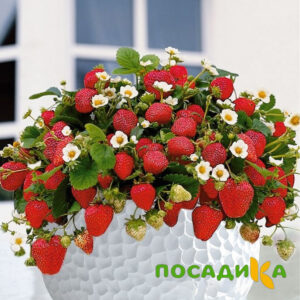 Клубника Рубиновый Шепот (горшечная) купить по цене от 240р. в интернет-магазине «Посадика» с доставкой почтой в в Гатчинае и по всей России – [изображение №1].