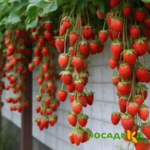 Клубника вьющаяся Комплимент купить по цене от 470р. в интернет-магазине «Посадика» с доставкой почтой в в Гатчинае и по всей России – [изображение №1].
