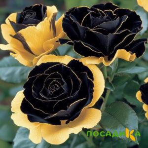 Роза Ханни Сикл купить по цене от 700р. в интернет-магазине «Посадика» с доставкой почтой в в Гатчинае и по всей России – [изображение №1].