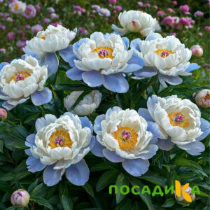 Пион акварельный Этюд купить по цене от 806р. в интернет-магазине «Посадика» с доставкой почтой в в Гатчинае и по всей России – [изображение №1].