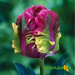 Тюльпан Экзотик Хэвен купить по цене от 186р. в интернет-магазине «Посадика» с доставкой почтой в в Гатчинае и по всей России – [изображение №1].