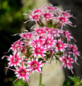 Флокс Метельчатый Путь купить по цене от 456р. в интернет-магазине «Посадика» с доставкой почтой в в Гатчинае и по всей России – [изображение №1].