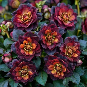 Морозник Сноу Дроп купить по цене от 348р. в интернет-магазине «Посадика» с доставкой почтой в в Гатчинае и по всей России – [изображение №1].