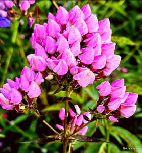 Флокс Бутоник купить по цене от 461р. в интернет-магазине «Посадика» с доставкой почтой в в Гатчинае и по всей России – [изображение №1].