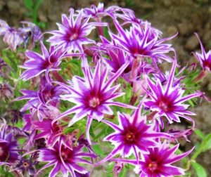 Флокс Звездное Кружево купить по цене от 361р. в интернет-магазине «Посадика» с доставкой почтой в в Гатчинае и по всей России – [изображение №1].