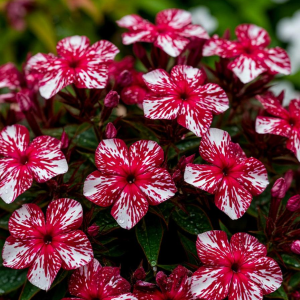 Флокс Ливер Гриммер купить по цене от 590р. в интернет-магазине «Посадика» с доставкой почтой в в Гатчинае и по всей России – [изображение №1].